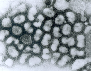 Illustration of influenza A virus