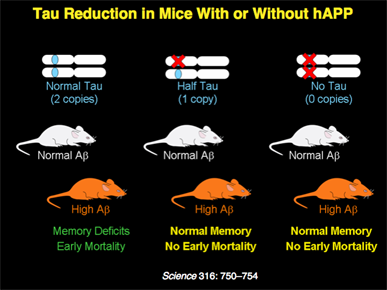 Illustration of Tau reduction in mice