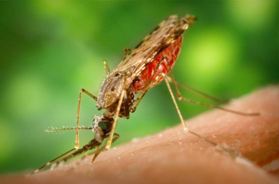 A female Anopheles albimanus mosquito