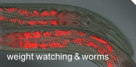 Roundworm Sheds Light on Fat Storage | UC San Francisco