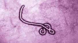 Ebola virus. 