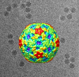 A three-dimensional image of enterovirus D68 reconstructed from cryo-electron micrographs