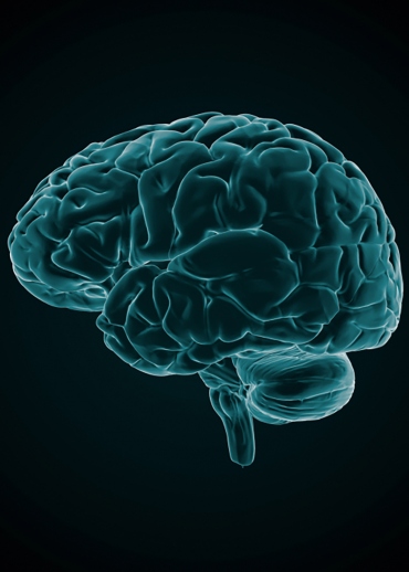 Human brain illustration