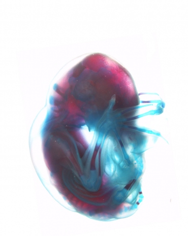 The insides of a Natal long-fingered bat embryo (Miniopterus natalensis) with the bone shown in red and cartilage in blue