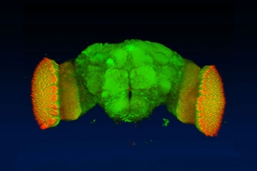scan of a fruit fly brain