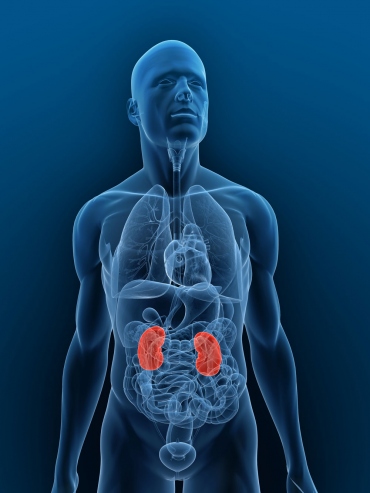 stock illustration of kidneys inside male body