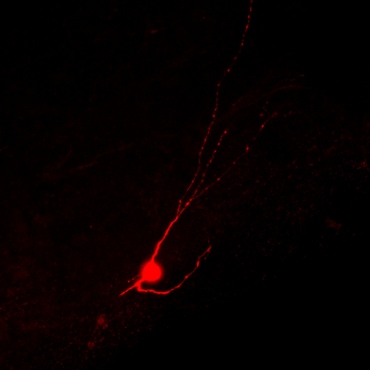 A red inhibitory neuron