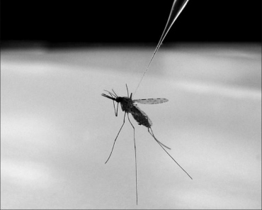 A mosquito that causes malaria is shown in a lab setting.