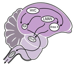 Diagram of sound processes in the brain