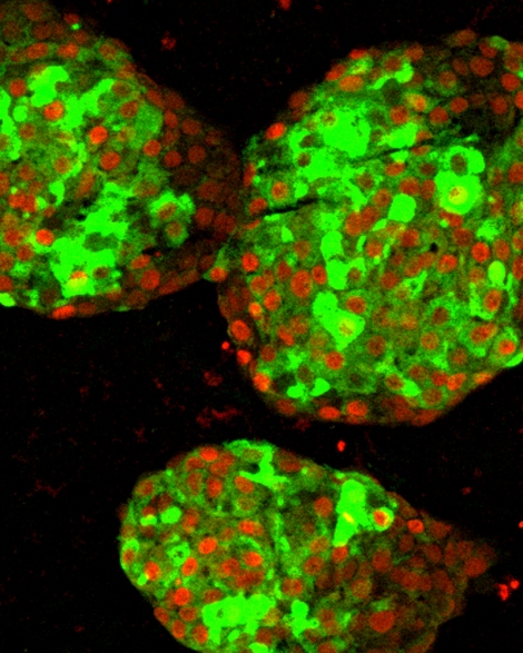 Science image of pancreatic beta cells derived from human pluripotent stem cells