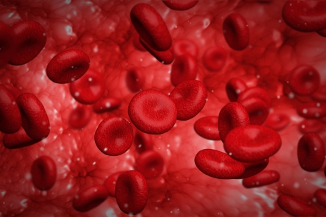 Red blood cells. 