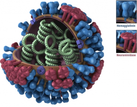 a 3-D illustration of the influenza virus