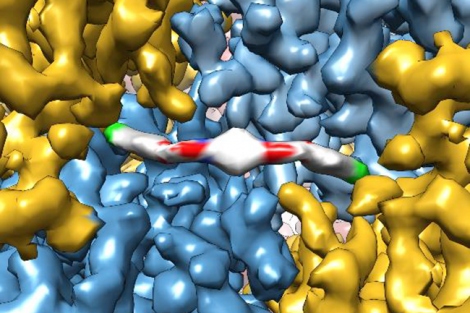 a cryo-EM image shows a molecule interacting with a protein