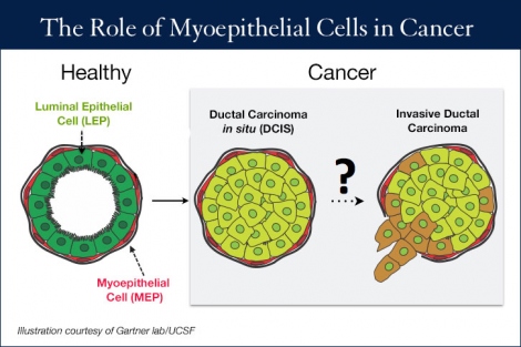 myoepithelial cells illustration