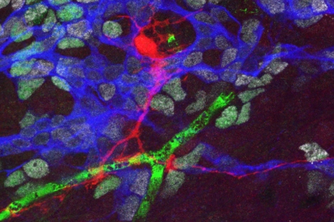 mouse neurons