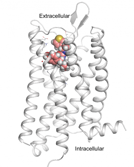 An illustration shows PZM21, the new, safer opioid drug candidate, docked on the brain’s morphine receptor, the mu-opioid receptor.