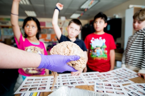 four elementary school children look at a human brain