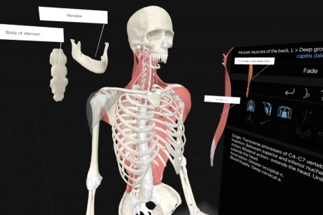 An image from the virtual-reality program shows a skeleton with muscles attached