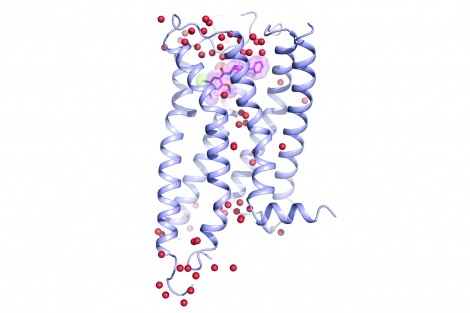 the structure of a specific dopamine receptor called D4