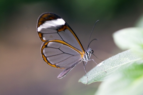 a glasswing butterfly on a leaf
