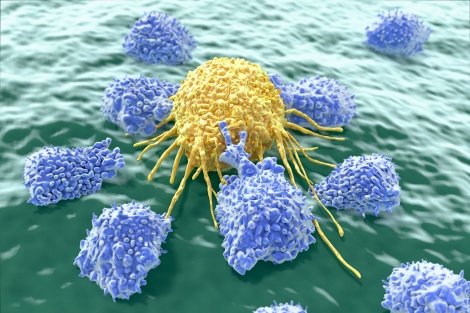 illustration of lymphocyte attacking cancer cells