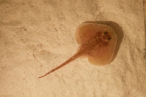 a little skate shown swimming above sand