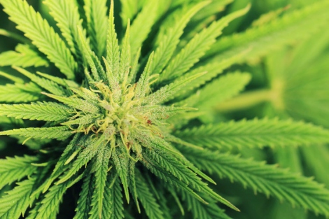 stock image of marijuana plant