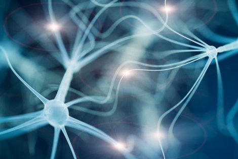 an illustration of neurons