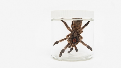 Heteroscodra maculata, a West African tarantula,is shown in a jar