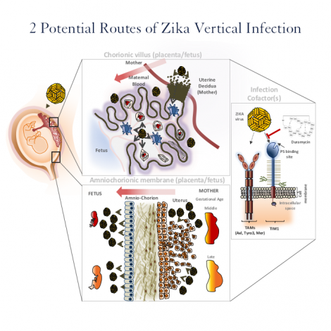 illustration of 2 potential routes of Zika vertical infection