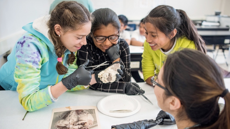four middle school students dissect a sheep heart