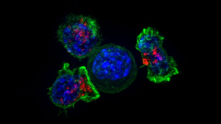 >Killer T cells (green and red) surrounding a cancer cell