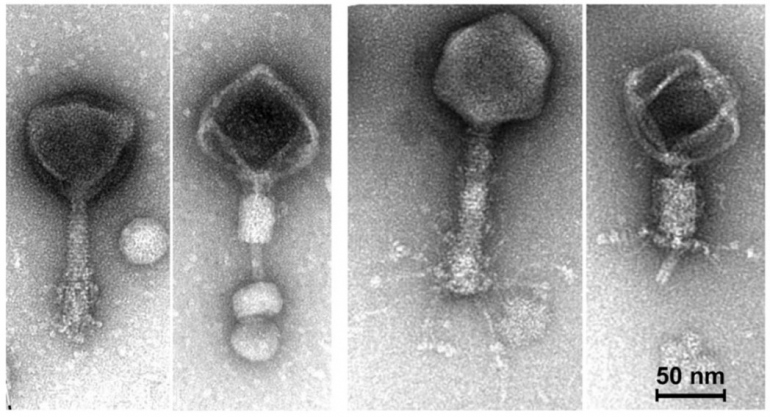 3 Ways Viruses Have Changed Science For The Better Uc San Francisco