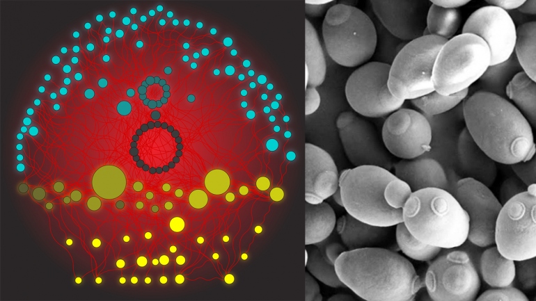 an illustration shows the connections of proteins in brewer's yeast, and a second image shows a microscopic image of the yeast