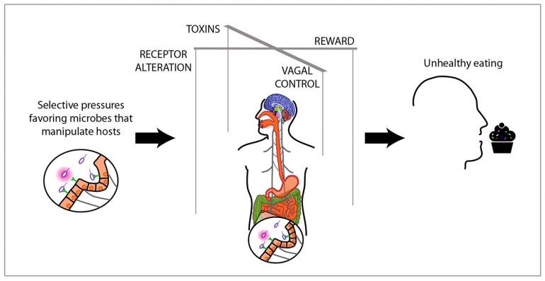 Ilustration of the relationship between gut bacteria and unhealthy eating.