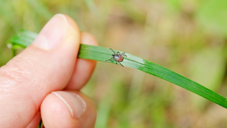 an adult tick walks on a grass blade toward a had