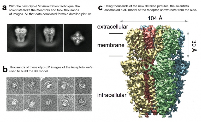 collage of 3 images. On image A is TRPA1. Text for image A: With the new cryo-EM visualization technique, the scientists froze the receptors and took thousands of images. All that data combined forms a detailed picture. On image B is an example of how each of those cryo-EM images of receptors look. Text for image B: Thousands of these cryo-Em images of the receptors were used to build the 3D model. On image C is a 3-D model of the receptor with extracellular, membrane and intracellular. Text for image C: Using thousands of the new detailed pictures, the scientists assembled a 3D model of the receptor, shown here from the side.