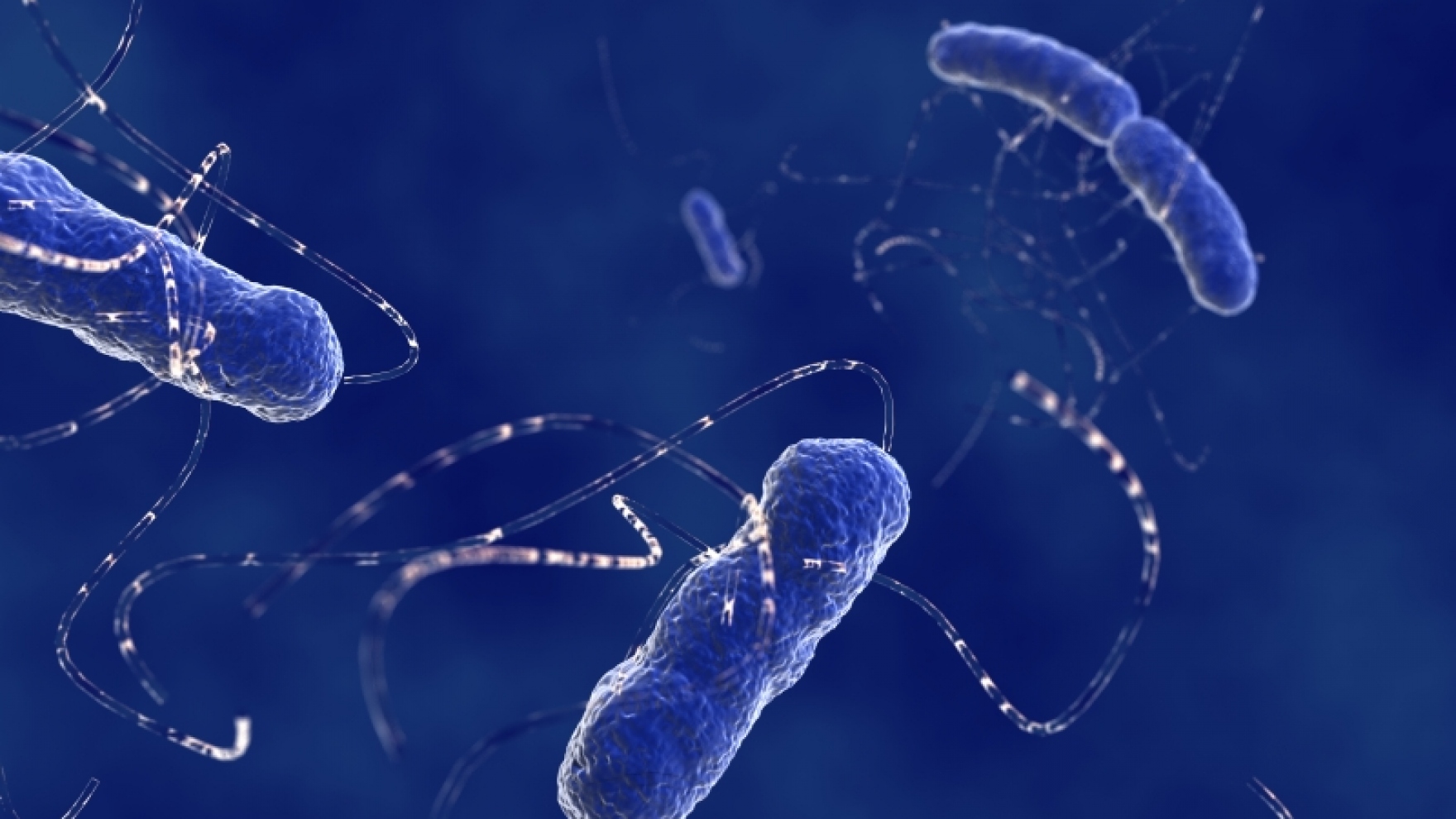 Intestinal Bacteria May Fuel Inflammation and Worsen HIV Disease | UC ...