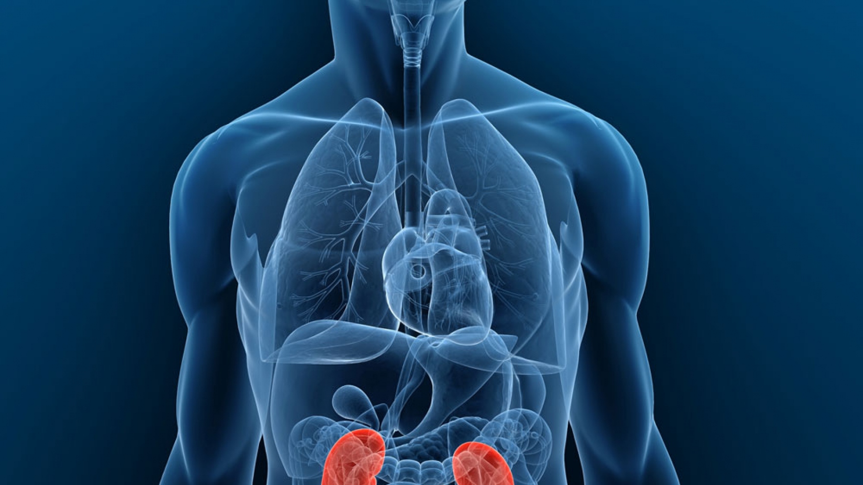 Zinc In the Body May Contribute to Kidney Stones UC San Francisco