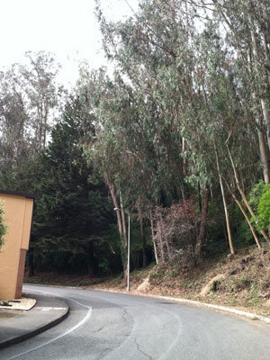 To reduce fire danger around buildings and structures, UCSF  has begun work to remove some small trees and plants on  Mount Sutro