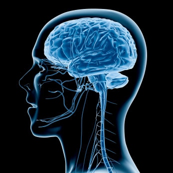Digital illustration of a man's brain