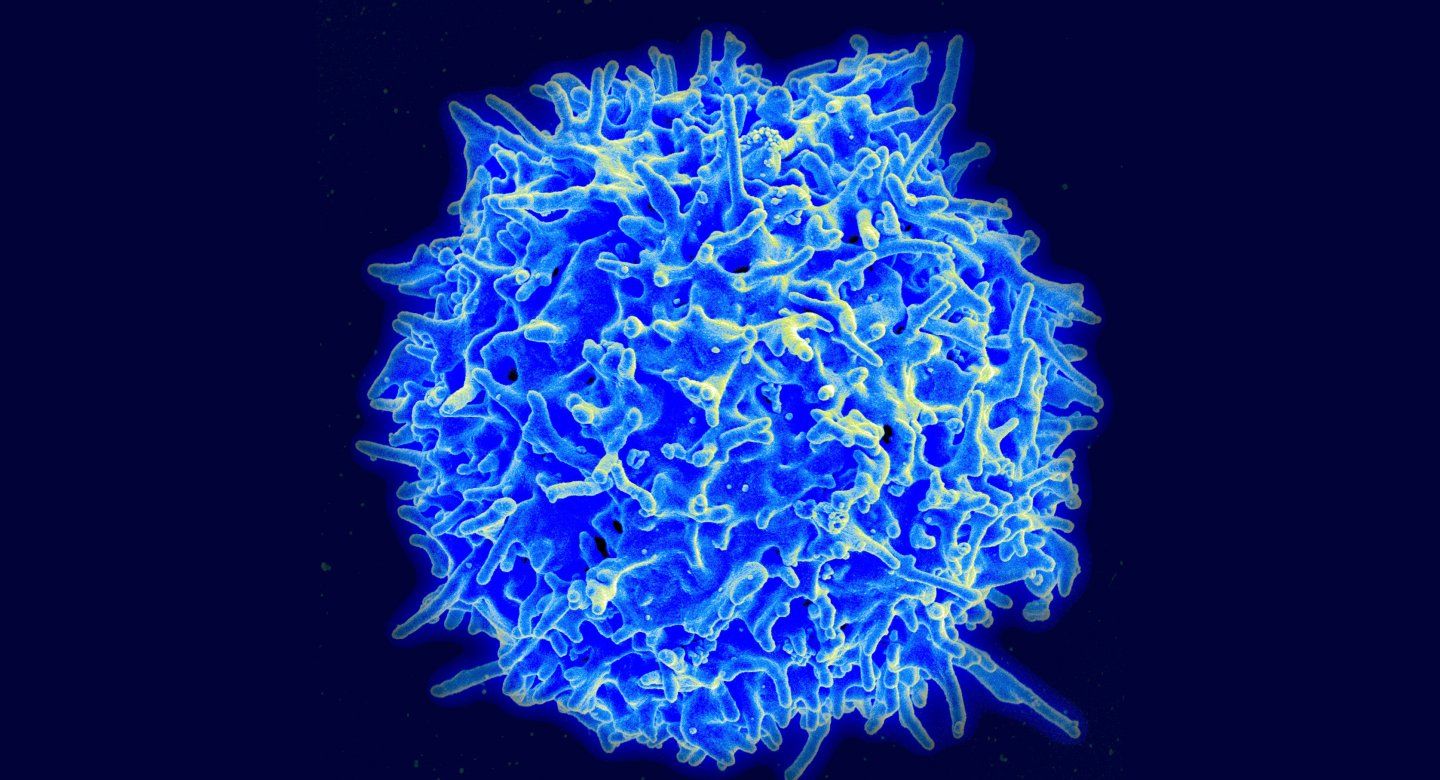 A single, enlarged human T cell, rendered in light blue, against a dark blue background. 
