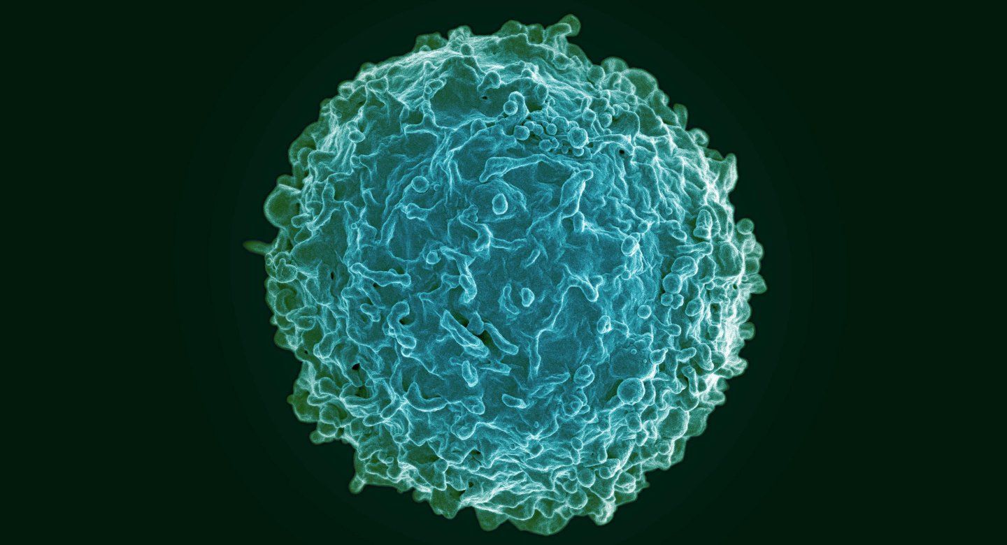 microscopic image of human B cell