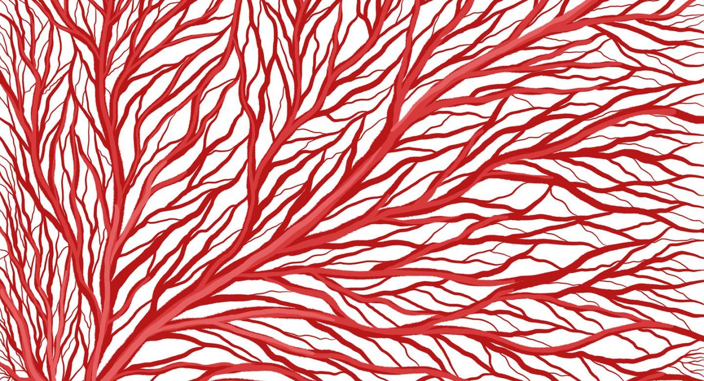 Illustration of branching vasculature