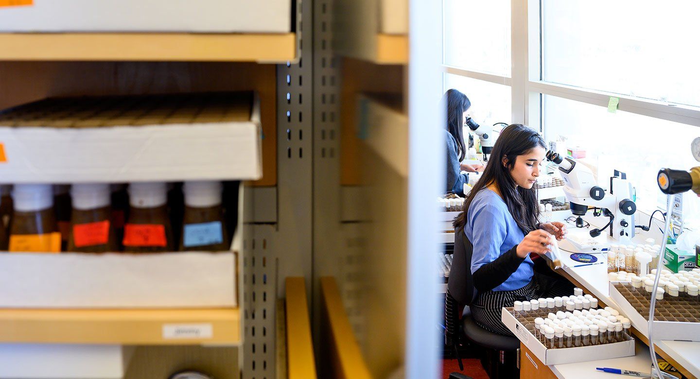 Two female researchers sit in a well-lit lab studying fruit flies.