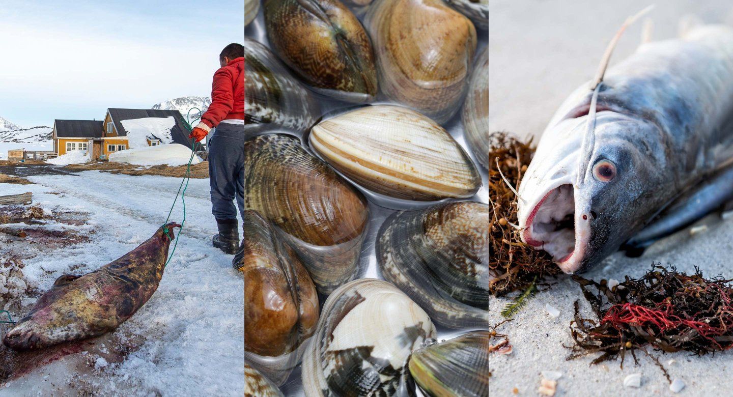 A triptych featuring a person in a red jacket pulling a seal over snow in Greenland, a close-up of Asari clams, and a dead catfish on a beach during a red tide.