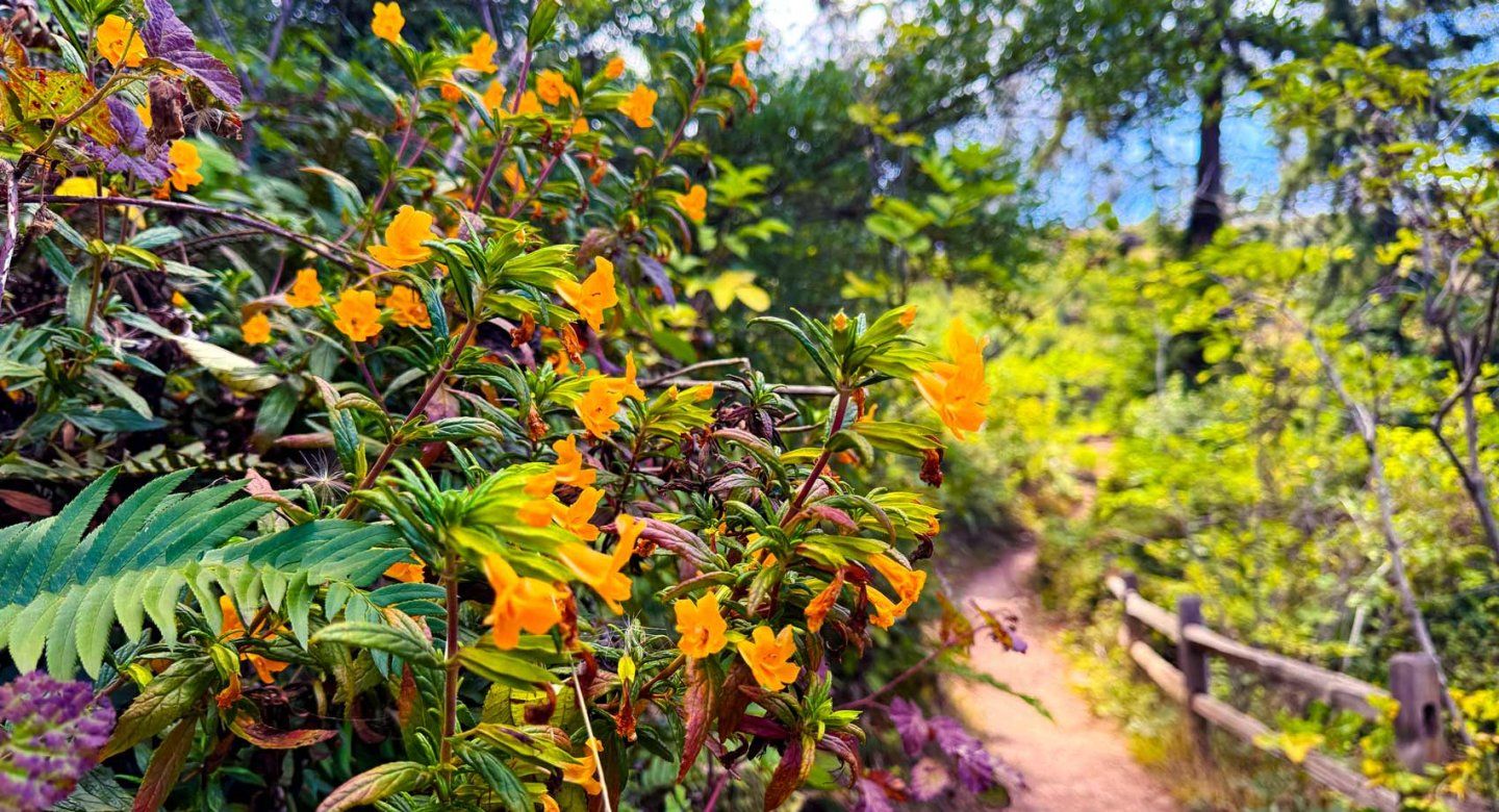 Wildflowers along a footpath on Mount Sturo.