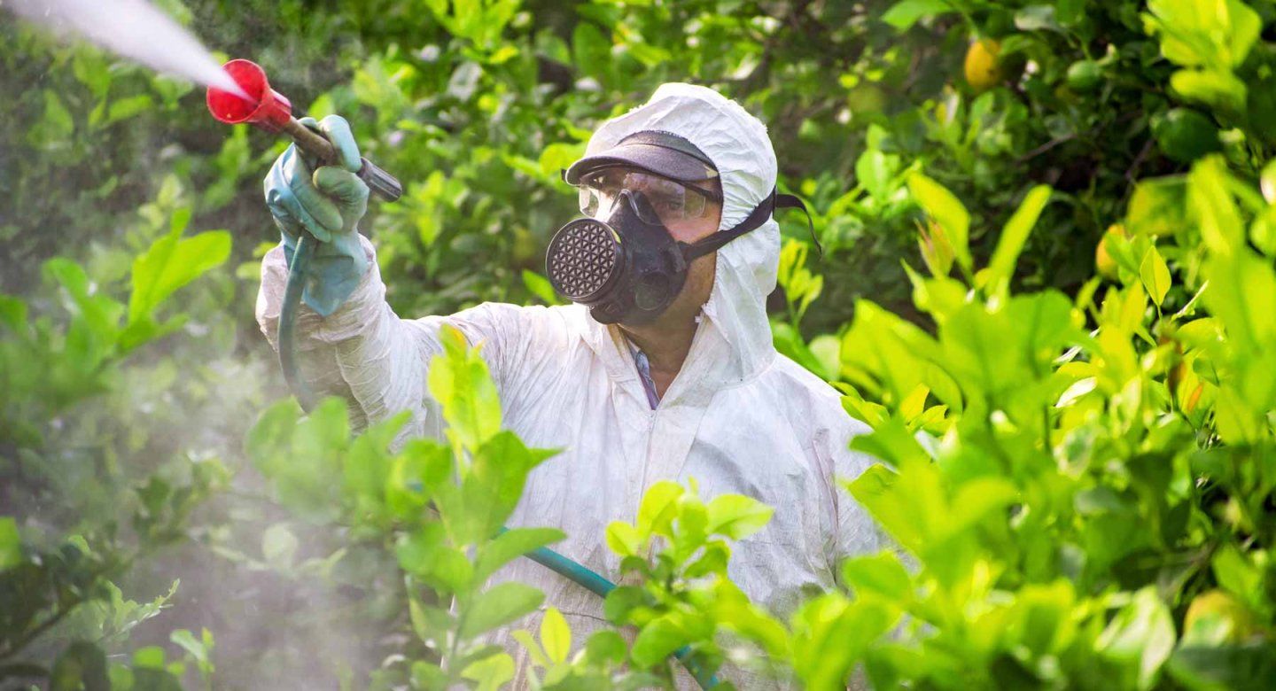 A person in protective gear sprays insecticide over plants.