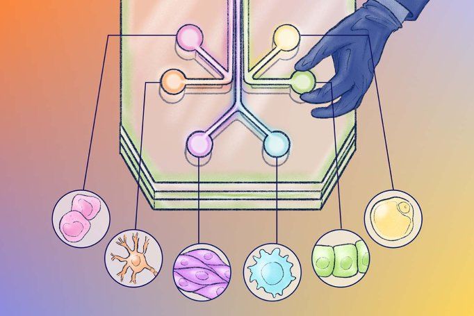 Illustration of a scientist's gloved hand tweaking a knob on an extra large microfluidic “organ-on-a-chip” device; lines point to illustrations with different types of biological cell structures.