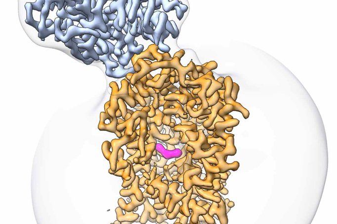 A cryo-EM image of the serotonin transporter (SERT), shown in yellow, with the new drug molecule, ‘8090, shown in pink. 